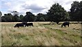 Cattle Graving in Sunbury Park