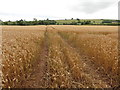 Wheat field near Sutton Barton