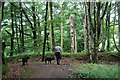 Woodland at Conigar Knob