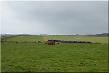 NU2517 : Cattle in the rain by DS Pugh