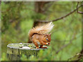NJ0019 : Red Squirrel - Abernethy National Nature Reserve by valenta