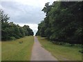 Chestnut Walk, Knole Park