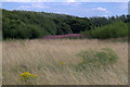 Bushes on Hightown dunes