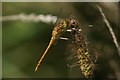SD3402 : Common Darter (Sympetrum striolatum), Lunt Meadows NR by Mike Pennington