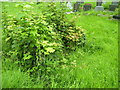 Seion Chapel, St Clears - overgrown culvert