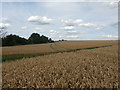 SK5387 : Crop Field near Kirk Croft Road Bridleway by Jonathan Clitheroe