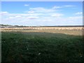 Fields near Haven Farm