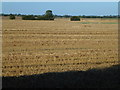 TL4663 : Harvested field north of Butt Lane by Richard Humphrey