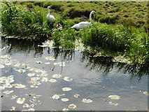 ST4045 : Swans near North Drain by Roger Cornfoot