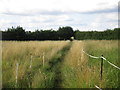 Footpath off Dunston Fen Lane