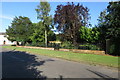 Fine collection of trees on West Street