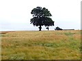 Tree in a field of barley