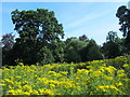 Ragwort in Somerhill Park