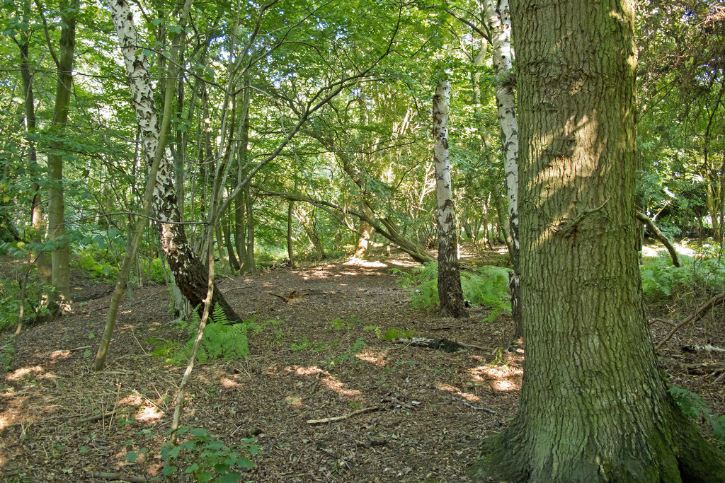 The Mores, near Bentley (Brentwood) © Roger Jones :: Geograph Britain ...