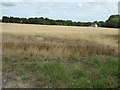 Cereal field opposite Upper Billesley