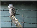 Lotherton bird garden: eagle owl