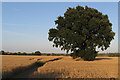 Oak by the path to Hillesden