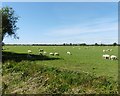 Grazing sheep on Huntspill Moor