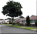 Tree and bungalows, Chamberlain Row, Dinas Powys