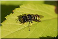 A solitary wasp of the genus Ectemnius, Melling