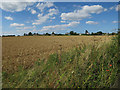 Field by Salhouse Road