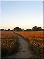 Footpath to Partridge Green