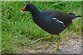 Tiverton : Grand Western Canal - Moorhen