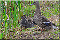 Tiverton : Grand Western Canal - Ducks