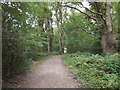 Woodland Footpath on Claygate Common