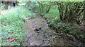 A small stream in Moorhouse Bank Wood