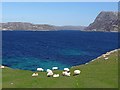 NB0014 : Grazing sheep, Meilein, Harris by Claire Pegrum