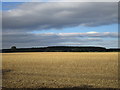 View towards Gamston Wood