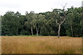 The Mire, Acorn Field Plantation, Kirkby