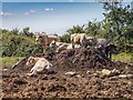 Cattle off Willersey Road