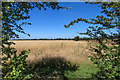 View through the hedge