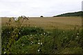 NZ3853 : Wheat near Tunstall by Richard Webb