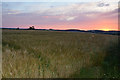 Mid Devon : Crop Field