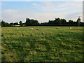 Sheep near Longstowe