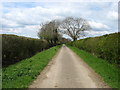 The lane to Stanton Harcourt