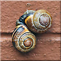 NT4936 : Garden snails embrace by Walter Baxter
