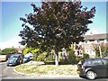 Tree on Bushy Hill Drive, Merrow