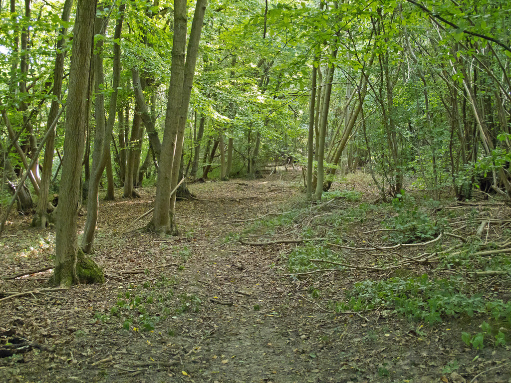 Path in Farningham Woods © Roger Jones :: Geograph Britain and Ireland