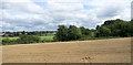 Grain crop in field east of Warburton Bridge Road