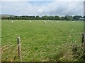 SC2068 : Sheep grazing at Ballaqueeney by Christine Johnstone