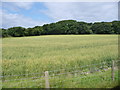 SC2169 : Field of oats, near Ballagawne by Christine Johnstone