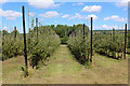 Orchard off Water Lane