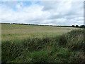 SC2869 : Barley field, east of Ballasalla by Christine Johnstone
