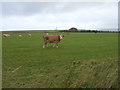 Cattle grazing near Stitley