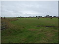 Silage field, Dunnet