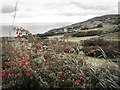 Fuchsia hedge on the climb from Torr